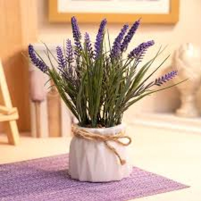 Лаванда в Жезказгане