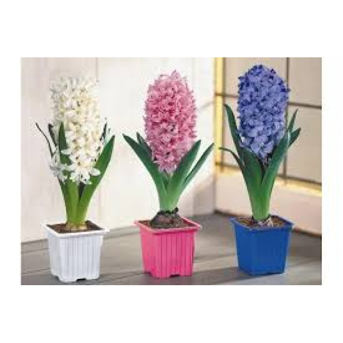 Гиацинты в Жезказгане