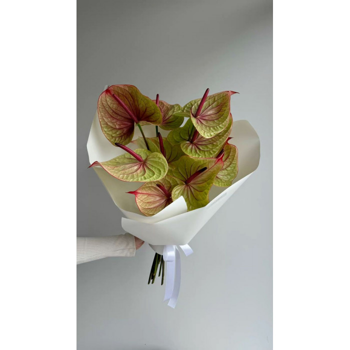 Антуриумы в Жезказгане