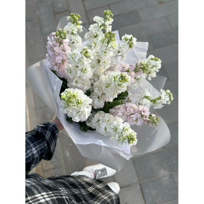 Маттиола в Жезказгане