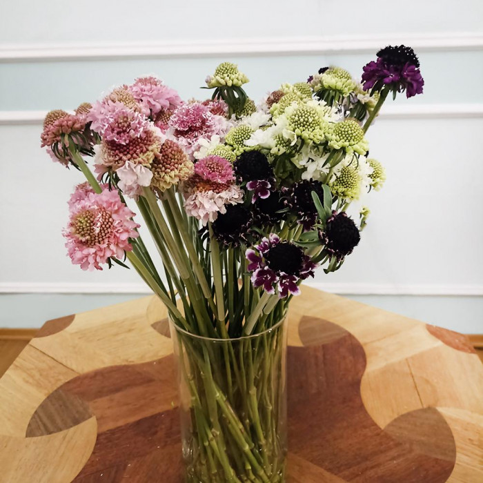 Скобиоза в Жезказгане