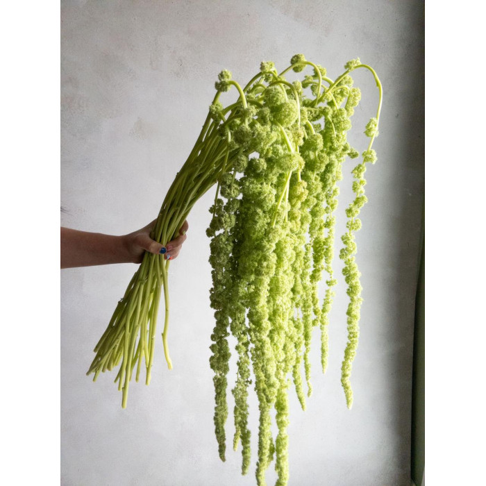 Амарантус в Жезказгане