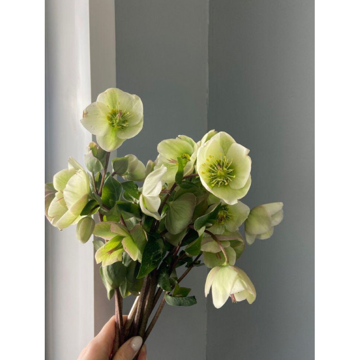 Хелеборус в Жезказгане