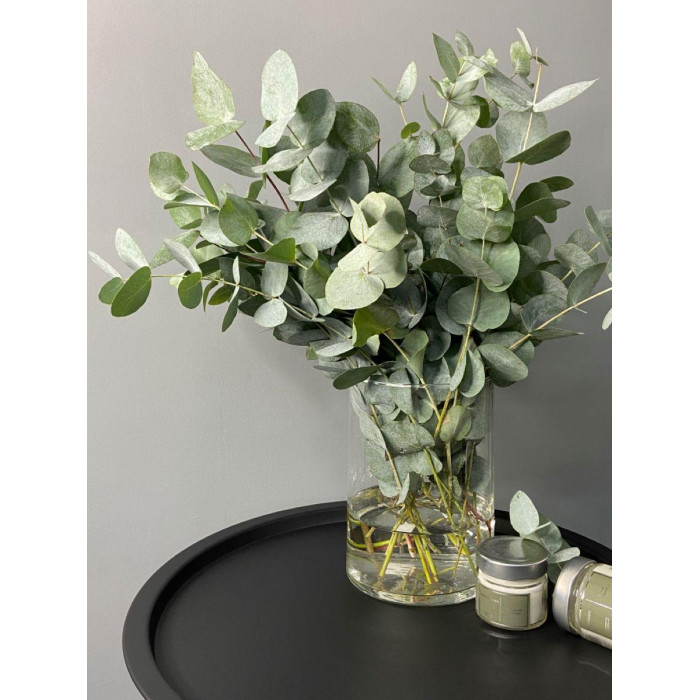 Эвкалипт в Жезказгане