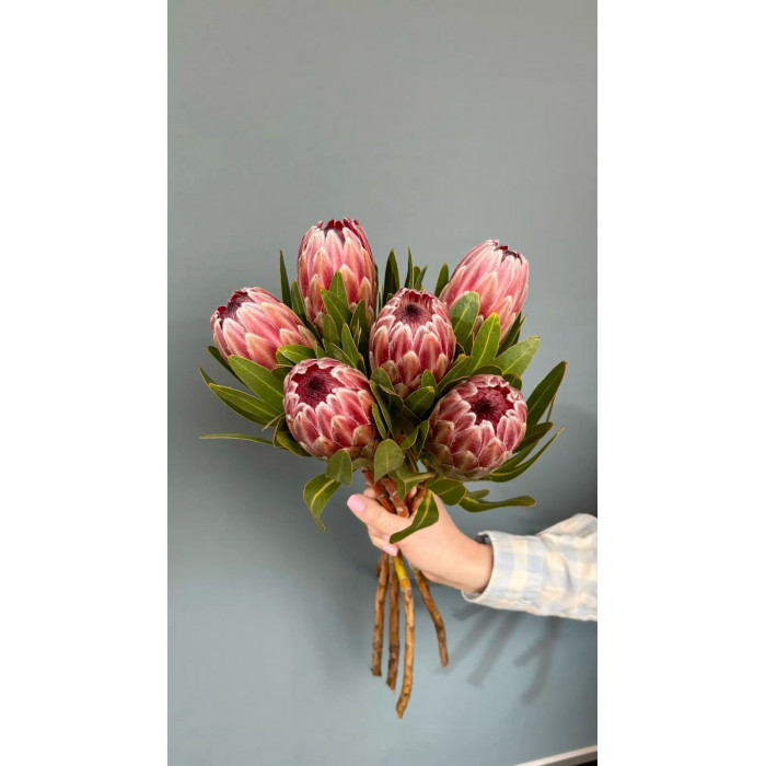 Протея в Жезказгане