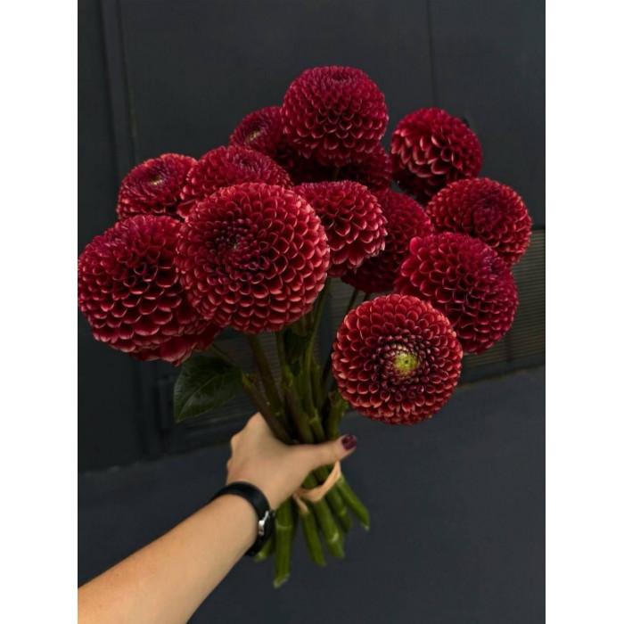 Георгины в Жезказгане