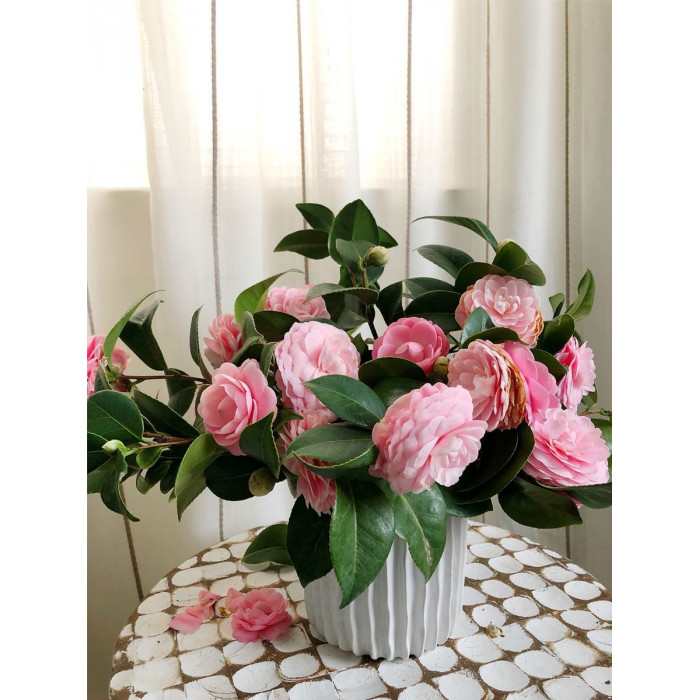 Камелия в Жезказгане