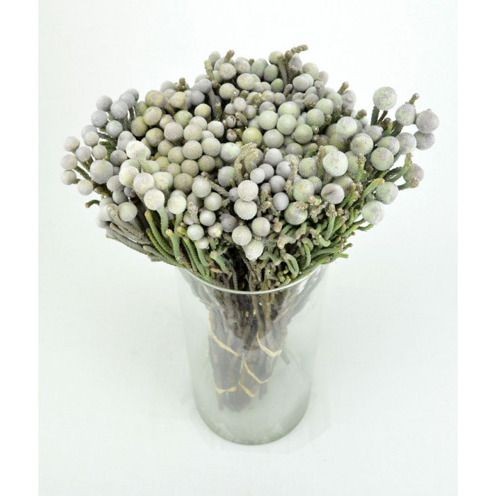 Бруния в Жезказгане