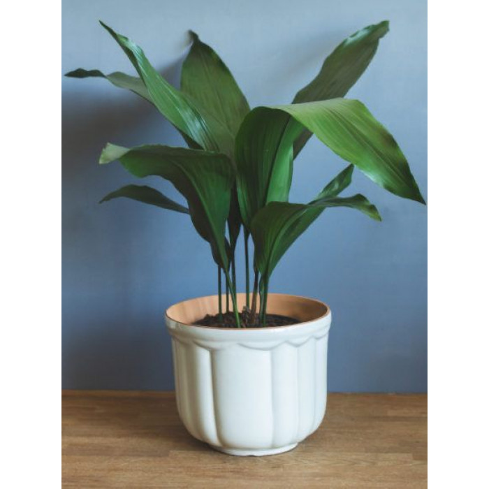 Аспидистра в Жезказгане