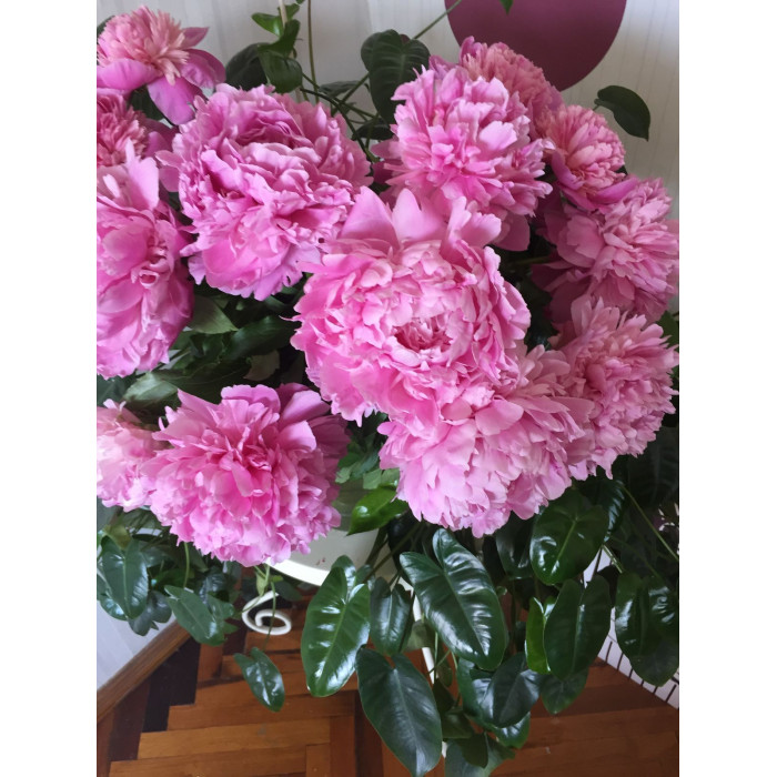 Пион древовидный в Жезказгане