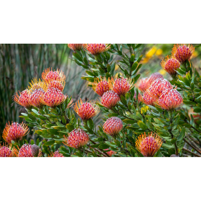 Леукоспермум в Жезказгане