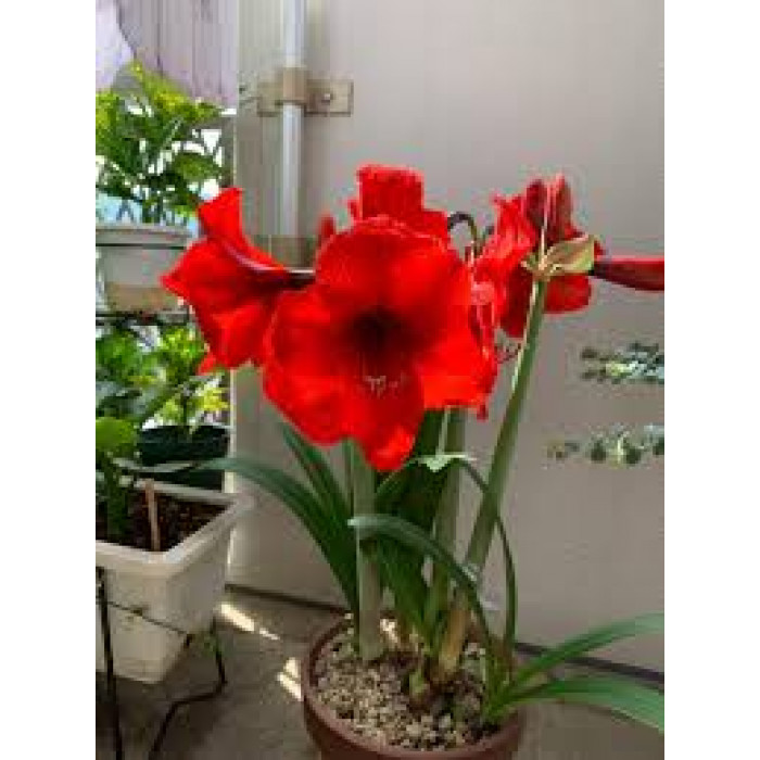 Амариллис в Жезказгане