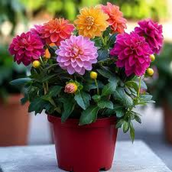 Георгины в Жезказгане