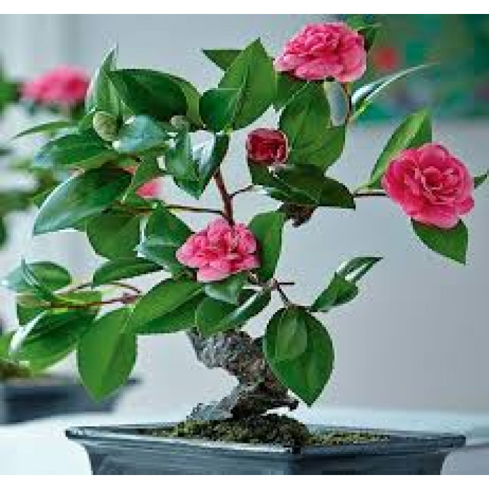 Камелия в Жезказгане