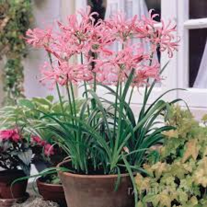 Нерине в Жезказгане