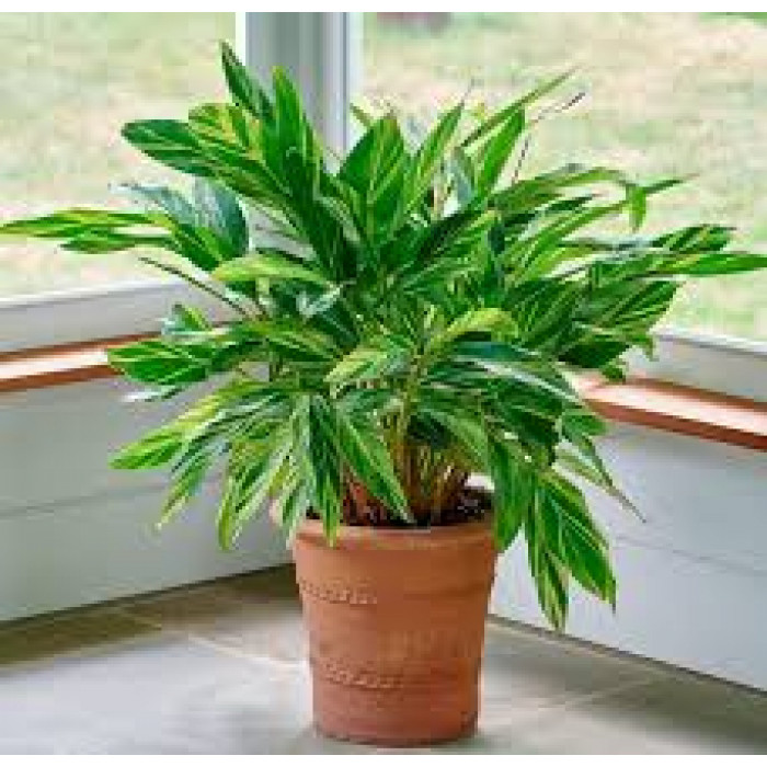 Альпиния в Жезказгане