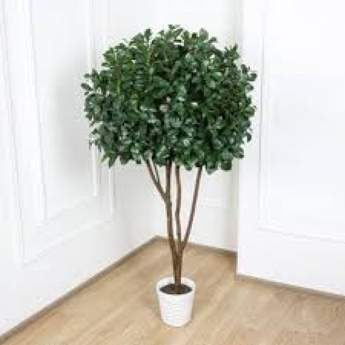 Рускус в Жезказгане